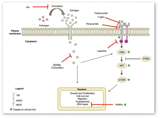 ER 또는 HER2-positive 유방암 환자 치료법 (De Abreu et al., Clin Genet, 2014)