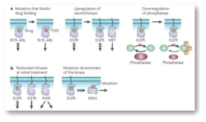 표적 항암제의 내성 기전 (Knight et al., Nat Rev Cancer, 2010)