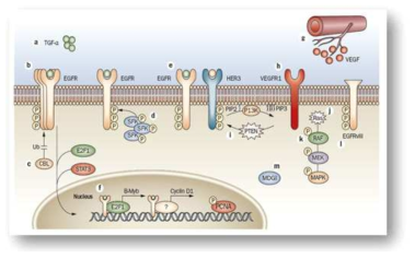 EGFR TKI의 내성 기전 ⓐ truncated EGFR (EGFRvIII) 발현 증가; ⓑ EGFR의 T790M 돌연변이; ⓒ MET, IGF-1R, AXL의 활성화; ⓓ IGFBP 발현의 감소; ⓔ, ⓕ PTEN과 Ras의 돌연변이; ⓖ VEGF 생성의 증가; ⓗ VEGFR 발현의 증가 (Wheeler et al., Nat Rev Clin Oncol, 2010)