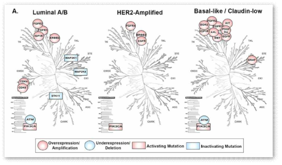 유방암 subtype 별 변화된 kinome (Miller et al., J Cell Physiol, 2017)