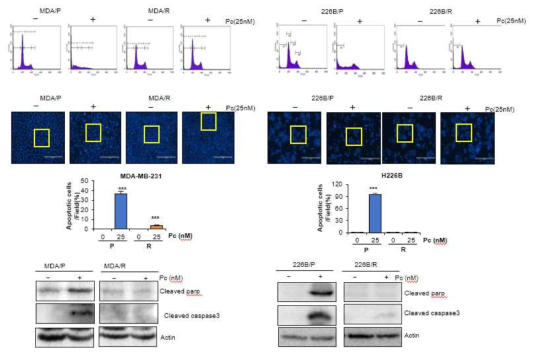 Paclitaxel 내성세포 구축. Flow cytometry를 이용한 sub-G1 phase 증가, chromatin condensation, PARP 및 caspase-3의 cleavage 확인을 통한 paclitaxel에 대한 내성 획득 확인