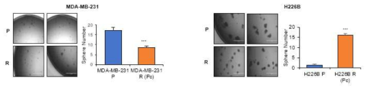 Paclitaxel 내성세포에서의 sphere formation 변화