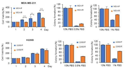 Paclitaxel 내성세포에서의 basal proliferation 및 low FBS culture 조건에서의 colony formation 변화