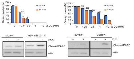 Paclitaxel 내성세포에서 2-DG 처리에 의한 colony formation 감소 및 apoptosis 증가