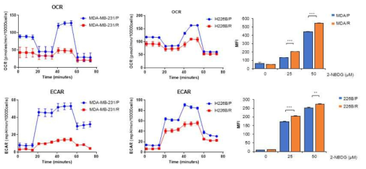 Paclitaxel 내성세포에서 대사 및 glucose uptake 변화