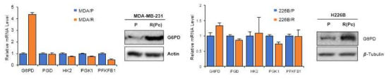 Paclitaxel 내성세포에서 G6PD 발현 증가