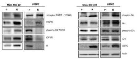 Paclitaxel 내성세포에서 변화된 세포신호전달