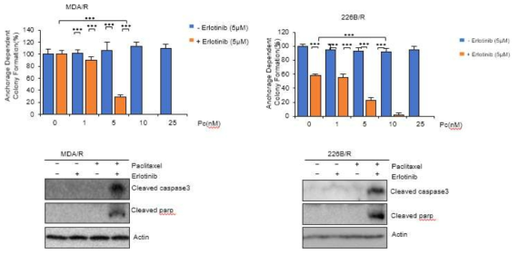 EGFR 억제제인 erlotinib 병용 처리에 의한 paclitaxel 내성 극복