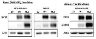 Wild type (WT) 및 mutant (Mut) IGF1R 과발현에 의한 basal level에서의 IGF1R 활성화 변화