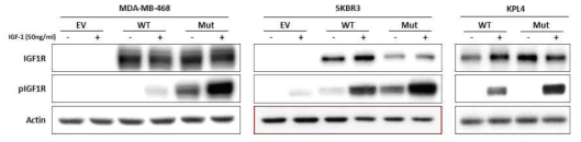 Wild type (WT) 및 mutant (Mut) IGF1R 과발현에서 IGF1 처리에 의한 IGF1R 활성화 차이