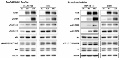 Wild type (WT) 및 mutant (Mut) IGF1R 과발현에 의한 basal level에서의 IGF1R 하위 신호전달의 활성화 변화