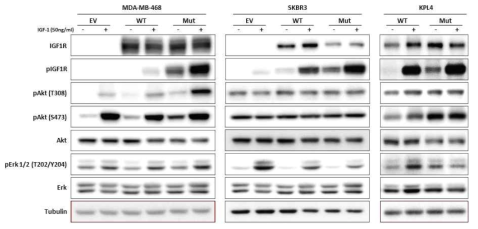 Wild type (WT) 및 mutant (Mut) IGF1R 과발현에서 IGF1 처리에 의한 IGF1R 활성화 차이