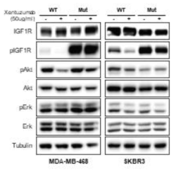 IGF1 neutralizing antibody (xentuzumab) 처리로 IGF1을 소거시켰을 경우 wild type (WT) 및 mutant (Mut) IGF1R 과발현에서 IGF1R 및 하위 신호전달의 활성화 차이