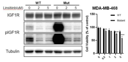 Linsitinb에 의한 wild type (WT) 및 mutant (Mut) IGF1R 과발현에서 IGF1R 인산화 억제 및 mutant IGF1R 과발현 세포의 viability 억제