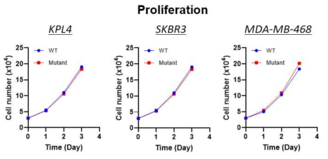 mutant (Mut) IGF1R 과발현 세포에서 proliferation 변화