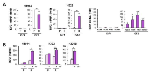 Vorinostat 내성 세포에서 vorinostat에 의한 IGF2 발현 증가 유도. real-time PCR (A) 및 ELISA (B)를 이용하여 vorinostat 내성 세포에서 vorinostat에 의해 IGF2가 증가됨을 확인