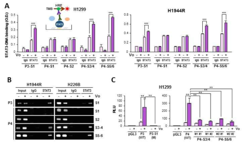 STAT3의 IGF2 promoter의 직접적 결합 확인. (A, B) DNA ELISA (A), ChIP assay (B)를 이용하여 STAT3의 IGF2 P3, P4 promoter에의 결합 확인 (C) reporter gene assay를 이용하여 vorinostat 내성 세포에서 IGF2 P3, P4 promoter activity가 증가되고, STAT3 결합 부위의 돌연변이에 의하여 이러한 작용이 소실됨을 확인