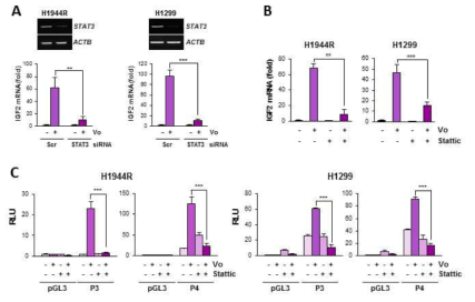 STAT3에 의한 IGF2 발현 조절. (A) STAT3 siRNA transfection에 의하여 IGF2 mRNA 발현의 유의적 감소 확인 (B, C) Stattic에 의하여 IGF2 mRNA 발현 (B) 및 IGF2 promoter 활성 (C)이 억제됨