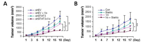 STAT3 억제에 의한 vorinostat 내성 극복 확인. STAT3 발현 억제 폐암세포를 이용한 tumor xenograft model (A) 및 PDX 모델 (B)를 이용하여 STAT3 억제에 의한 vorinostat 내성 극복 확인