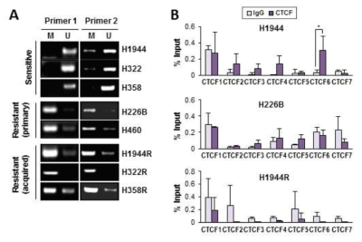 Vorinostat 내성 세포에서 H19/IGF2 ICR의 메틸화 증가. Methylation-specific PCR (A) 및 CTCF에 대한 ChIP assay (B)를 이용하여 vorinostat 내성 세포에서 H19/IGF2 ICR의 CTCF 결합 부위의 메틸화 증가 및 이에 따른 CTCF 결합 감소 확인