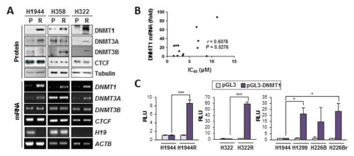Vorinostat 내성 세포에서 DNMT1 발현 증가 확인. (A) Vorinostat 내성 세포에서 공통적으로 DNMT1의 현 증가 확인 (B) DNMT1 발현과 vorinostat 내성과의 관련성 확인 (C) vorinostat 내성 세포에서 DNMT1 promoter 활성화 확인
