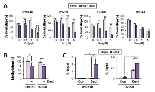 Decitabine에 의한 vorinostat 내성 극복. (A) DNMT 억제제인 decitabine의 병용 처리에 의하여 vorinostat 내성 세포에서 vorinostat에 대한 감수성 회복 확인 (B) Decitabine 처리에 의하여 vorinostat 내성 세포에서의 H19/IGF2 ICR의 CTCF 결합 부위의 메틸화가 억제됨을 확인 (C) Decitabine 처리에 의하여 H19/IGF2 ICR에 대한 CTCF 결합 회복 확인