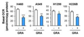 GRA에 의한 미토콘드리아 산소 소모도 억제