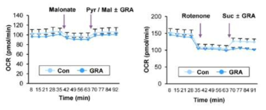 GRA의 미토콘드리아 complex II 억제 작용