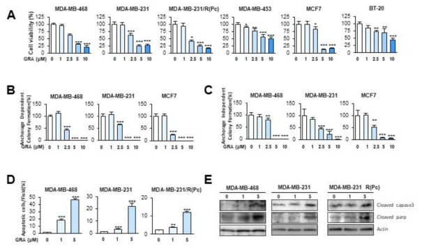 GRA의 유방암 세포주의 viablity 및 colony 형성 억제 및 apoptosis 유도 작용