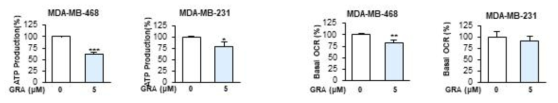GRA의 유방암세포에서 ATP 생성 및 미토콘드리아 산소 소모도 억제 작용