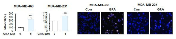 GRA의 유방암세포에서 미토콘드리아 ROS 유도 작용
