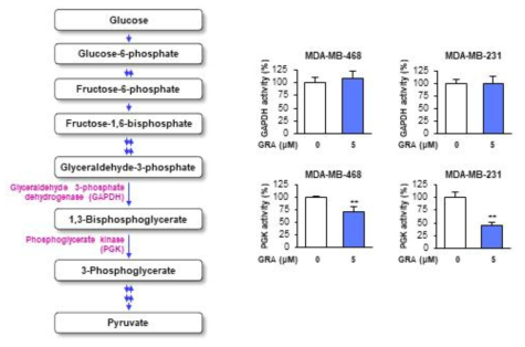 GRA의 PGK 억제 활성