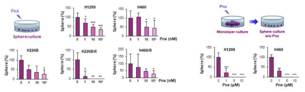 Pnx의 암줄기세포 억제 활성. Sphere forming assay를 통한 암줄기세포 억제활성
