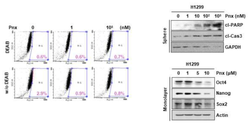 Pnx의 암줄기세포 억제 활성. (왼쪽) ALDH assay를 통한 Pnx의 암줄기세포 억제 활성 확인 (오른쪽) Pnx의 암줄기세포의 apoptosis 유도 및 암줄기세포 마커 발현 억제활성 확인