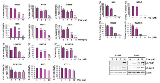 Pnx의 암세포 성장 및 colony formation 억제 활성 및 apoptosis 유도 작용