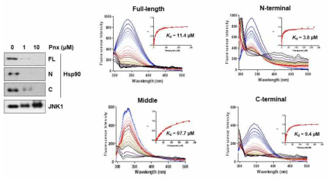 Pnx의 Hsp90 억제 활성