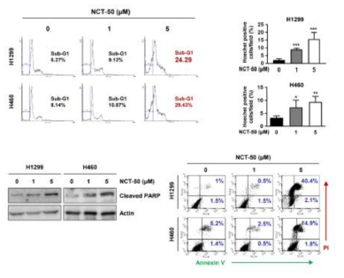 NCT-50의 폐암세포주의 apoptosis 유도 작용