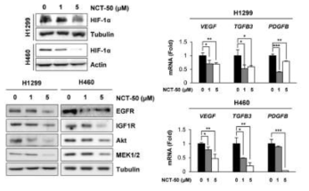 NCT-50의 Hsp90 client 단백질의 안정성 및 HIF-1α target gene의 발현 억제 작용