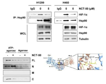 NCT-50의 Hsp90의 C-terminal의 ATP 결합 억제 작용