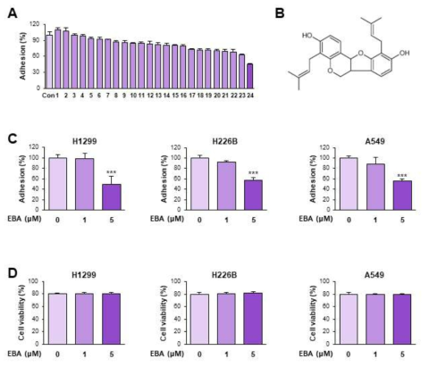 cell adhesion 억제 활성 물질로 EBA 동정. (A) 천연물 라이브러리로부터 fibronectin adhesion 억제 효능물질 screening (B) EBA 구조 (C) EBA의 fibronectin adhesion 억제 작용 (D) adhesion assay 실험 조건에서 viability 평가