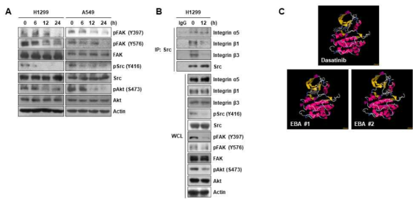 EBA의 Src 억제 활성. (A) EBA의 Src, FAK의 활성화 억제 작용 (B) EBA의 Src와 integrin β1 또는 β3과의 상호작용 억제 활성 (C) Swissdock을 이용한 EBA의 Src와의 interaction 예측