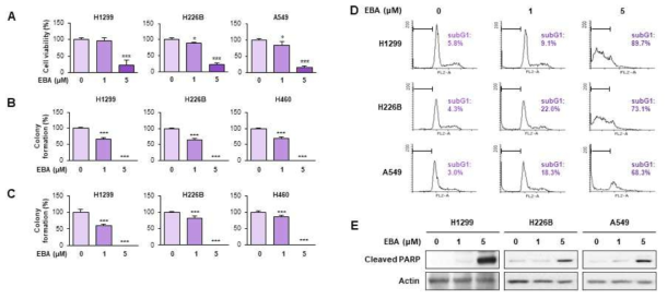 EBA의 암세포 성장 억제 및 apoptosis 유도 작용. (A-C) EBA의 viability (A), anchorage-dependent colony formation (B), anchorage-independent colony formation (C) 억제 작용 (D, E) EBA의 apoptosis 유도 작용