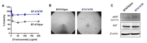 BT-474 trastuzumab 내성 세포주 모델을 이용한 trastuzum에 대한 세포 감수성 및 Akt 인산화 변화를 검증하는 실험을 수행한 결과