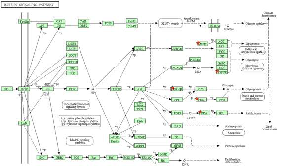 trastuzumab에 내성을 나타내는 BT474/TR 세포주 모델에서 동정된 Kinome 변화에 근거하여 예측된 insulin signaling pathway