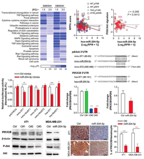 miR-204-5p의 PIK3CB 표적화를 통한 PI3K/Akt 경로 조절