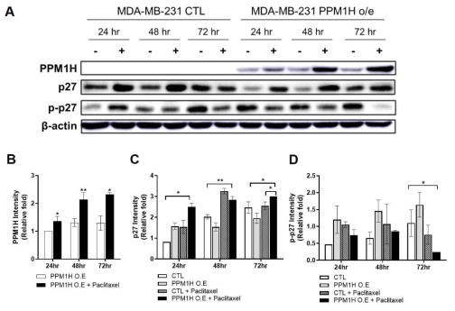 PPM1H 과발현 유방암 세포에서 Paclitaxel에 의한 p27 인산화의 변화