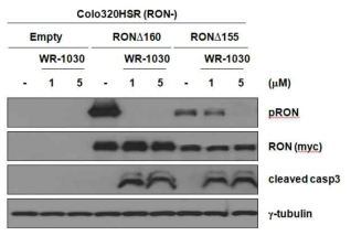RON active mutants (Δ155 혹은 Δ160) transfection을 통한 WR-1030에 의한 관련 단백질들의 발현 변화 분석