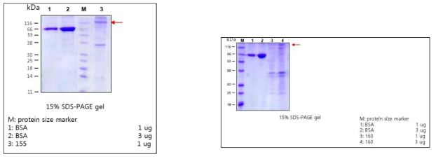 RON Δ155 및 Δ160단백질 제작 및 확인