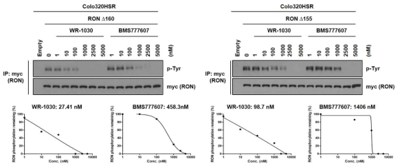 RON active mutants Δ160, Δ155 인산화 저해 효능 확인
