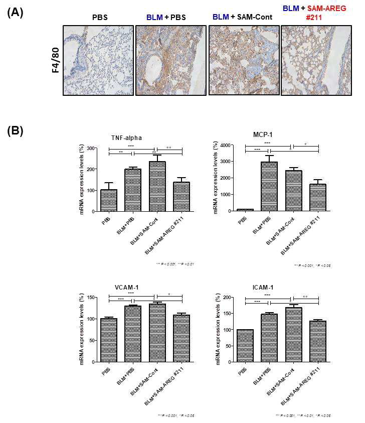 Bleomycin 유발 쥐에 I.V에 의해 SAMiRNA-AREG 5mpk로 투여 후 inflammatory cytokine 및 chemokine과 adhesion molecules의 mRNA 발현 level 확인 및 Macrophage 마커인 F4/80 조직 염색 분석 결과